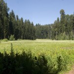 Crescent Meadow