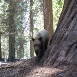 Baby bear!