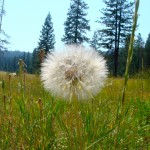 Dandelion!