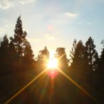 Sunset through the trees