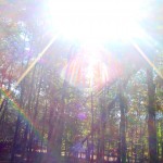 I love sunlight through the trees.