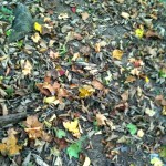 Leaves, leaves, leaves!
