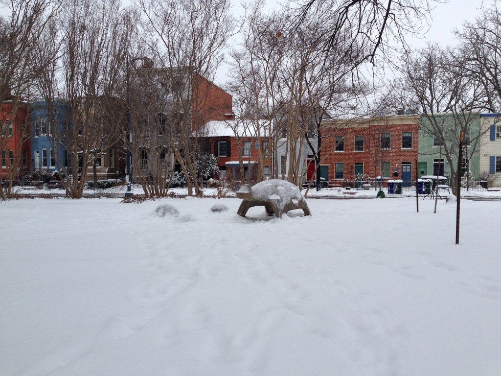Turtle in the snow